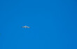 Seagull Flying High in the Blue Sky