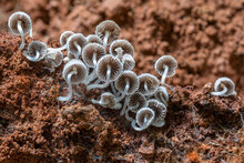 Coprinellus Disseminatus Fungi (Fairy Inkcaps) Growing On The Underside Of An Upturned Tree - Lamington National Park, QLD, Australia