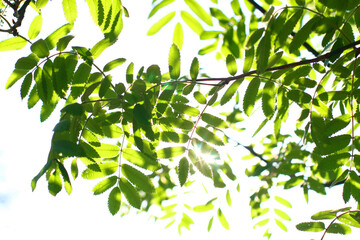 Canvas Print - green leaves