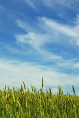 Canvas Print - summer corn 