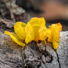 Tremella Mesenterica Jelly Fungus Growing On A Fallen Tree - NSW, Australia