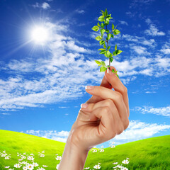 Canvas Print - Hands holding green sprouts