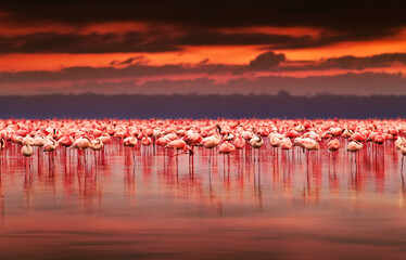 African flamingos on sunset