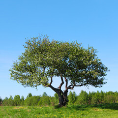 Canvas Print - alone tree