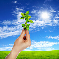 Canvas Print - Hands holding green sprouts