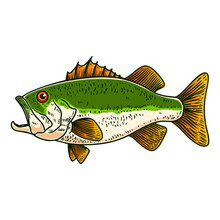 Illustration Of Bass Fish In Engraving Style. Design Element For Poster,card, Banner, Sign, Emblem. Vector Illustration