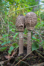 Two Young Parasol Mushroom Mottled (Macrolepiota Procera)  - Basidiomycete Funguses, Species Of Mushrooms In Family Champignonaceae With Unopened Caps On High Legs On Background Of Forest Greenery.