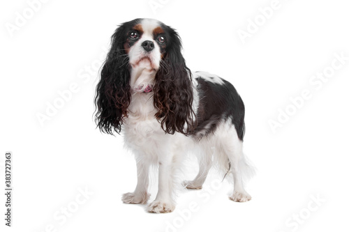 Cuadros en Lienzo cavalier king charles spaniel dog