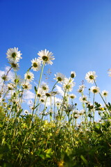 Poster - daisy flower from below with blue sky