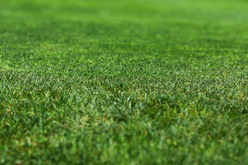 Sticker - Beautiful green grass texture