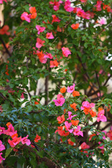 Canvas Print - pink flowers