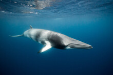 A Minke Whale, A Small Species Of Whale Found On The Great Barrier Reef