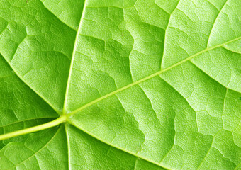 Poster -  leaf 