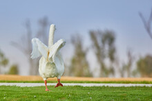 White  Goose Walking Towards Desert With Wide Wings