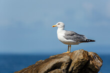 European Herring Gull On The Rock. Larus Argentatus.