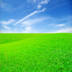 Canvas Print - Field of grass and blue sky