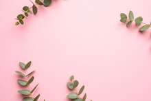 Green Plant Eucalyptus On A Pink Background