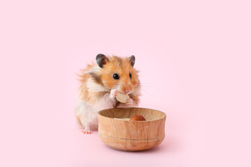 Funny hamster near bowl with food on color background