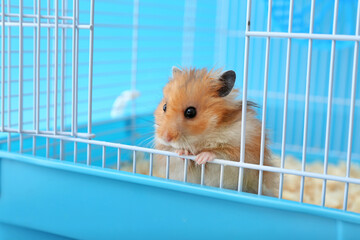 Wall Mural - Funny hamster in cage on color background