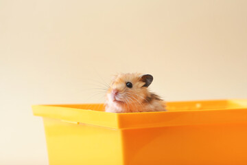 Wall Mural - Funny hamster in box on light background