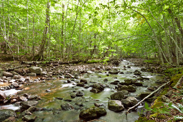 Poster - River flows through a forest