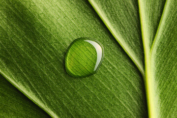 Canvas Print - Water drop on leaf