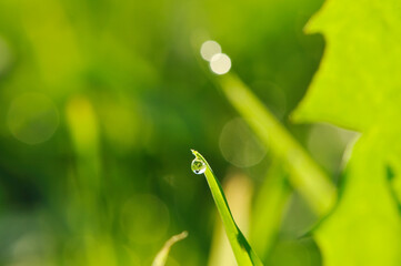 Canvas Print - Morning grass