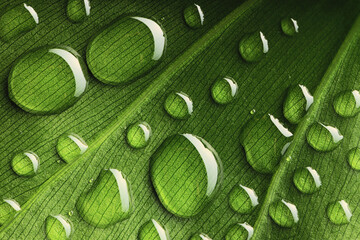 Poster - Water drops on leaf