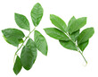 Leinwandbild Motiv green branches with lemon leaves on white background