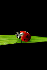 Sticker - ladybug isolated on black