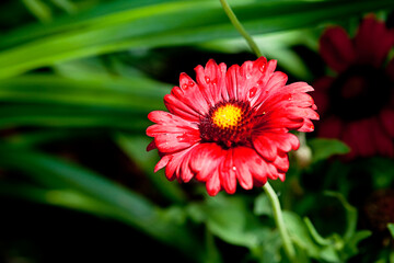 Poster - beautiful red gerbera flower in summer