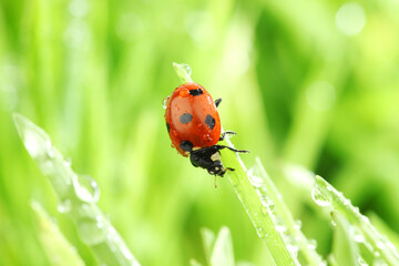 Canvas Print - ladybug on grass