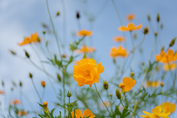 yellow cosmos flower in the garden.