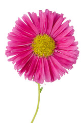 Canvas Print - Pink daisy flower 