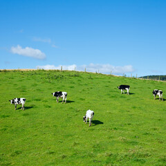 Poster - Friesian cattle