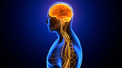 3d illustration of male human body skeleton with brain nerves system anatomy
