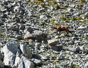 Wall Mural - running chamois in Vysoke Tatry mountains in Slovakia