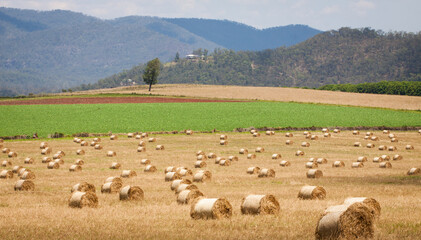 Canvas Print - Hay bales in a field