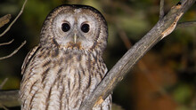Tawny Owl. Bird On A Tree. Strix Aluco