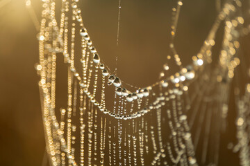 spider web with dew drops