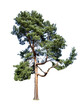 Waldkiefer Pinus sylvestris isoliert auf weißen Hintergrund