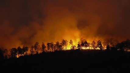 Wall Mural - Forest fire disaster is burning caused by human