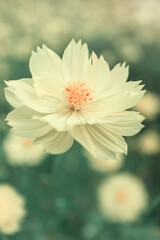 Wall Mural - Close-up yellow cosmos flowers in early light.