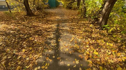 Wall Mural - Autumn street in city, sidewalk covered in colorful yellow leaves. Slow moton, 4K UHD.