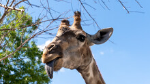 Portrait Of A Giraffe, A Giraffe Shows Its Tongue