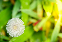 Close Up A Small Mushroom On Grass Land In Raining Season At Thailnd. Little Japanese Umbrella Toadstool (coprinus Plicatilis), Also Called The Pleated Inkcap (parasola Plicatilis),
