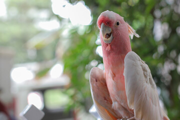 major mitchell or pink cockatoo close up photo