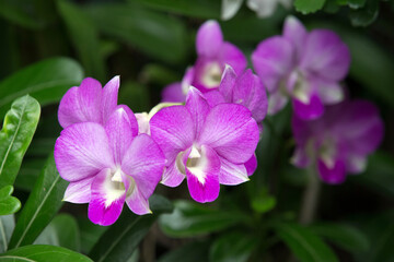 Sticker -  orchid 