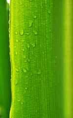 Wall Mural - leaf in rainy