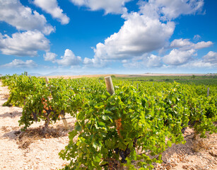 Poster - bobal wine grapes ready for harvest in Mediterranean